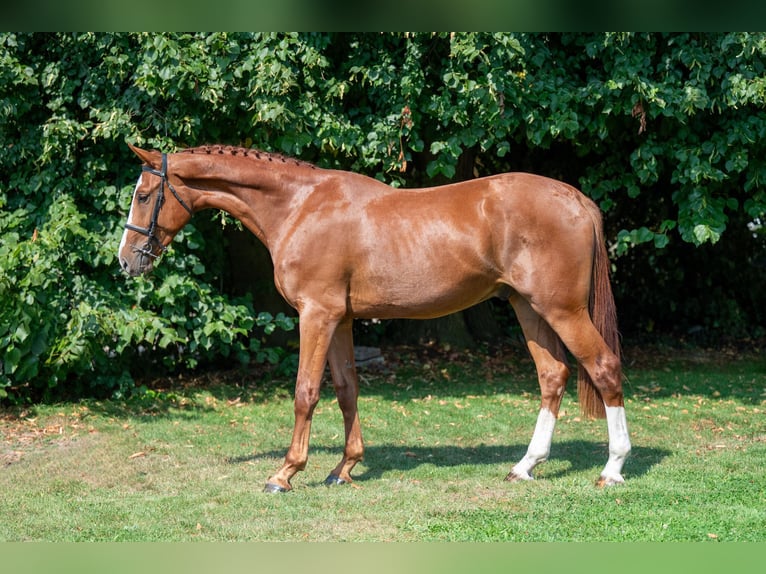 Belgian Sport Horse Gelding 3 years 17 hh Chestnut-Red in GROTE-BROGEL