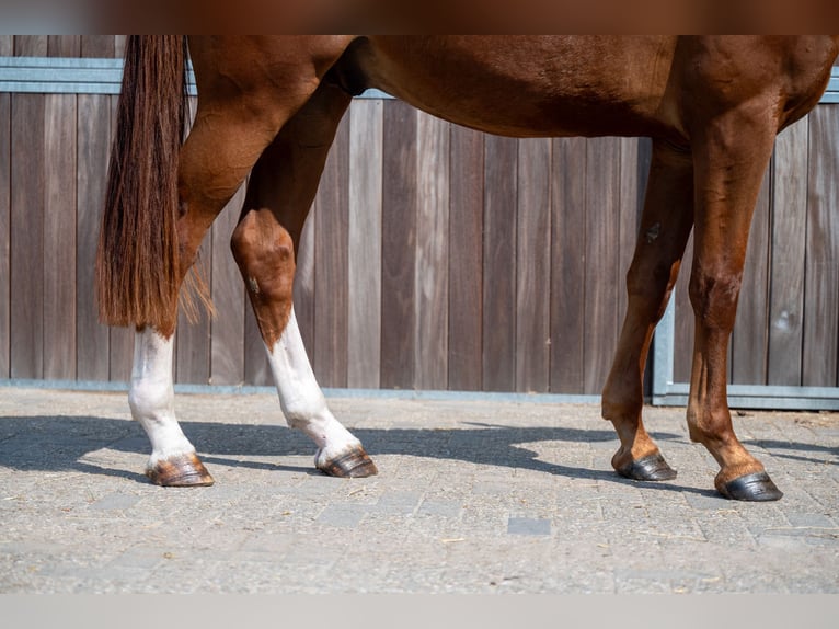 Belgian Sport Horse Gelding 3 years 17 hh Chestnut-Red in GROTE-BROGEL