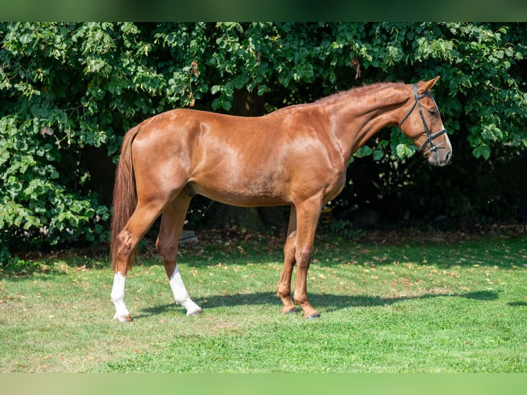 Belgian Sport Horse Gelding 3 years 17 hh Chestnut-Red in GROTE-BROGEL