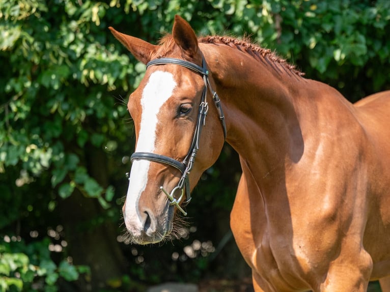 Belgian Sport Horse Gelding 3 years 17 hh Chestnut-Red in GROTE-BROGEL