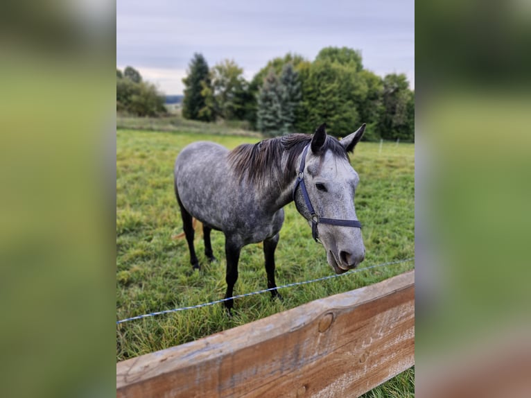 Belgian Sport Horse Gelding 4 years 14,2 hh Gray in Hünfeld