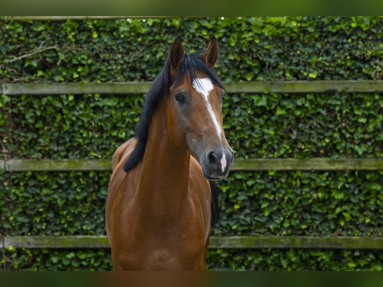 Belgian Sport Horse Gelding 4 years 15.3 hh Brown in Waddinxveen