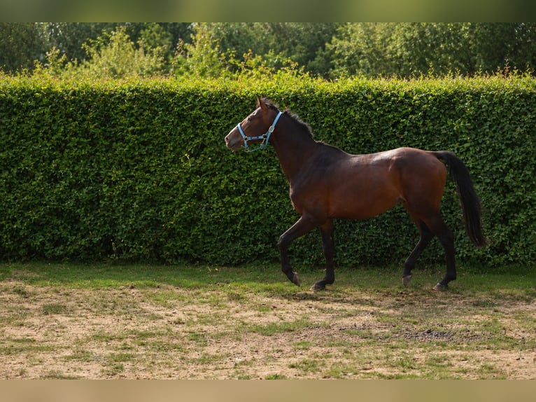 Belgian Sport Horse Gelding 4 years 15 hh Smoky-Black in Sainte-Honorine-la-Chardonne