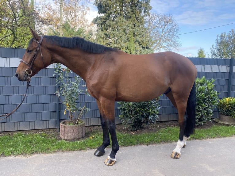 Belgian Sport Horse Gelding 4 years 16,2 hh Brown in Bornheim