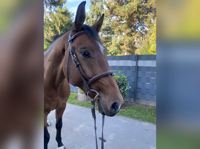 Belgian Sport Horse Gelding 4 years 16,2 hh Brown in Bornheim