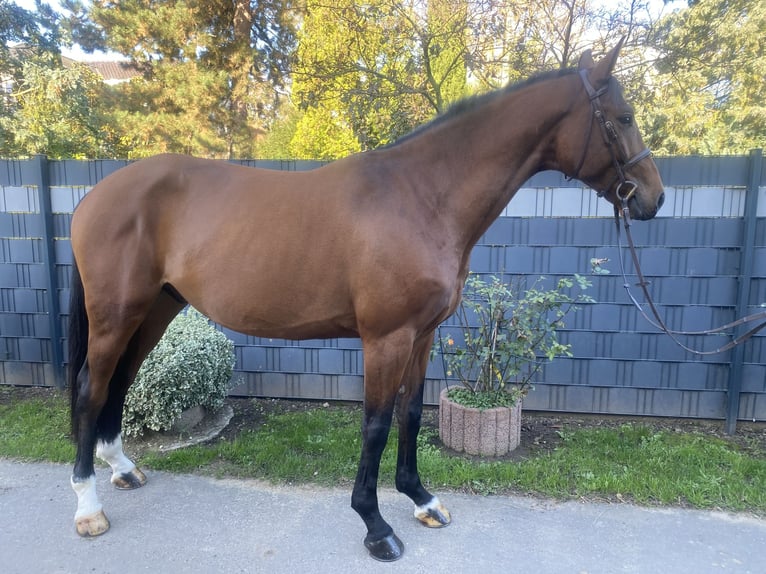 Belgian Sport Horse Gelding 4 years 16,2 hh Brown in Bornheim