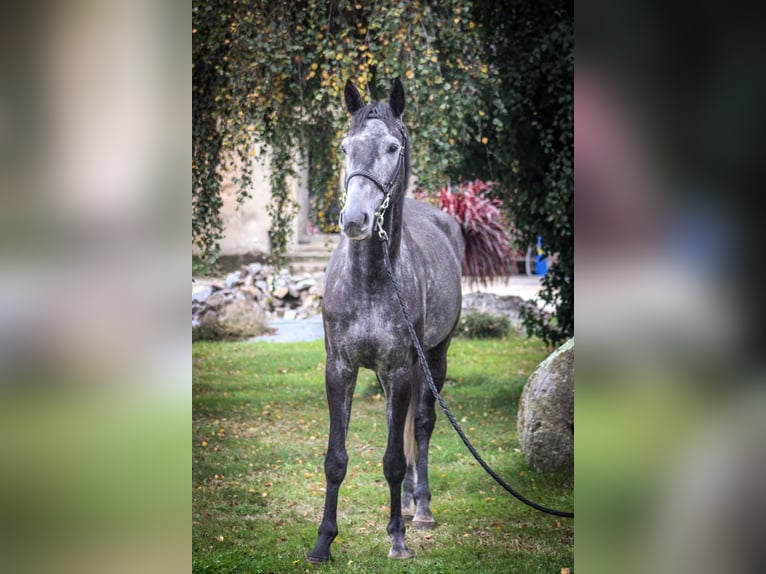 Belgian Sport Horse Gelding 4 years 16,2 hh Gray-Dark-Tan in Merdrignac