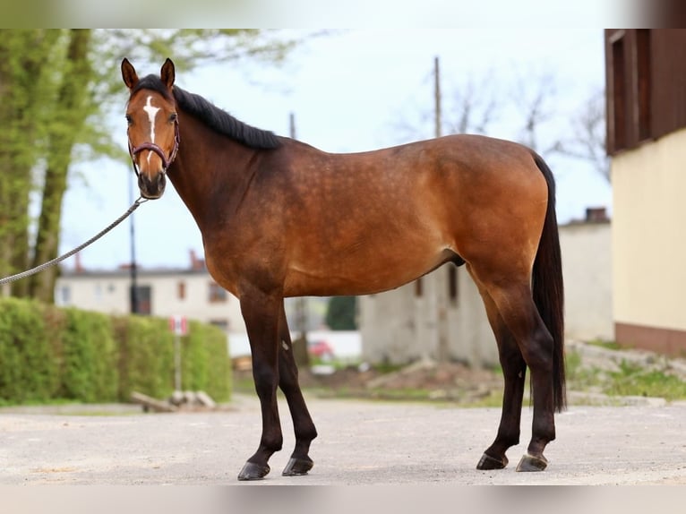 Belgian Sport Horse Gelding 4 years 16 hh Bay in Wodzisław Śląski