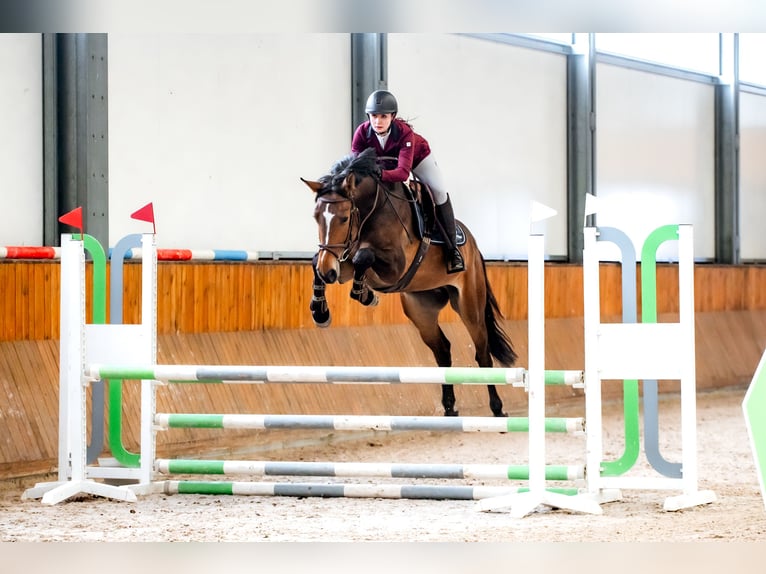 Belgian Sport Horse Gelding 4 years 16 hh Bay in Wodzisław Śląski