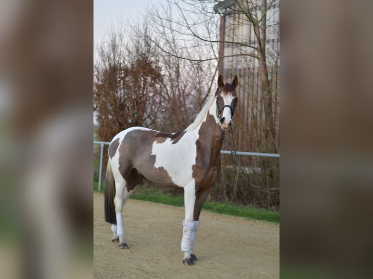 Belgian Sport Horse Gelding 4 years 16 hh Pinto in Geilenkirchen