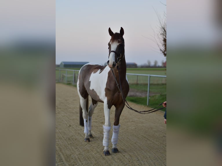 Belgian Sport Horse Gelding 4 years 16 hh Pinto in Geilenkirchen