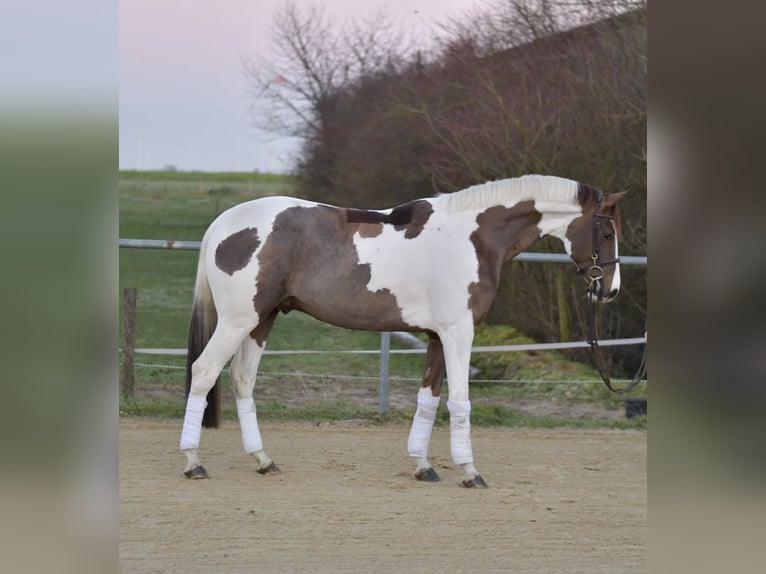 Belgian Sport Horse Gelding 4 years 16 hh Pinto in Geilenkirchen
