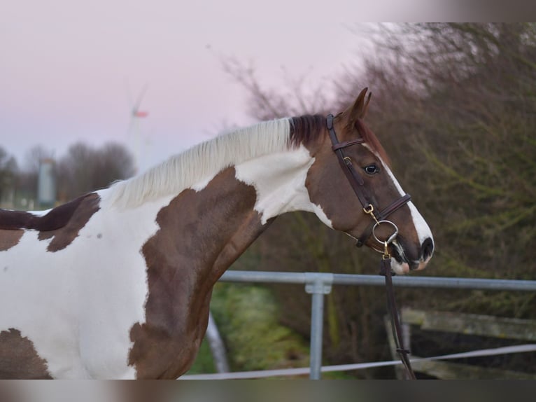 Belgian Sport Horse Gelding 4 years 16 hh Pinto in Geilenkirchen