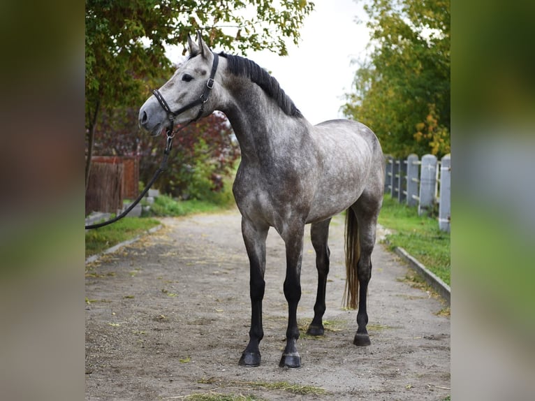 Belgian Sport Horse Gelding 4 years 16,1 hh Grey in Murska Soboda