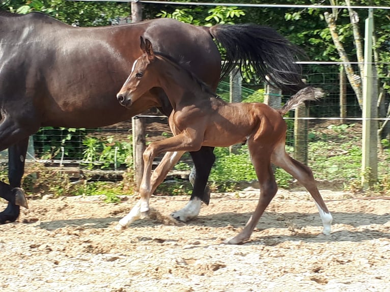Belgian Sport Horse Gelding 4 years 16,2 hh Bay-Dark in Scherpenheuvel