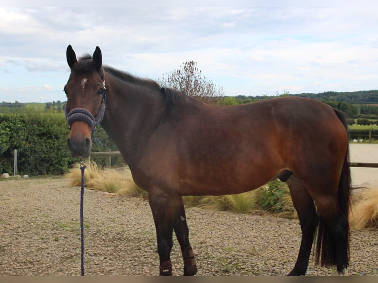 Belgian Sport Horse Gelding 5 years 15,2 hh Bay-Dark in Ohey