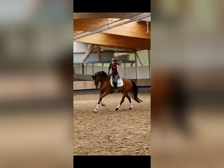 Belgian Sport Horse Gelding 5 years 16,1 hh Brown in Kaufungen