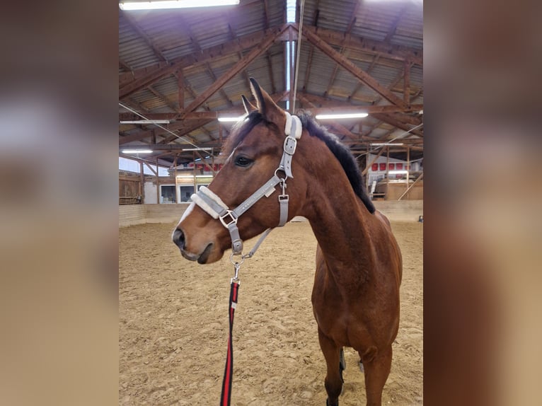 Belgian Sport Horse Gelding 5 years 16,1 hh Brown in Kaufungen