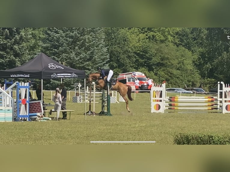 Belgian Sport Horse Gelding 5 years 16,1 hh Chestnut-Red in Stralsund