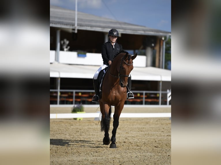 Belgian Sport Horse Gelding 5 years 16.2 hh Brown in Ranshofen