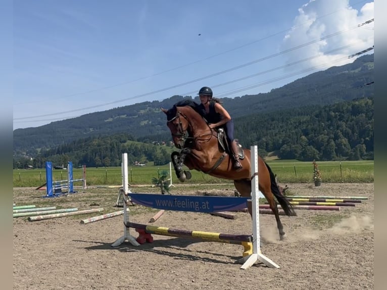 Belgian Sport Horse Gelding 5 years 16.2 hh Brown in Ranshofen