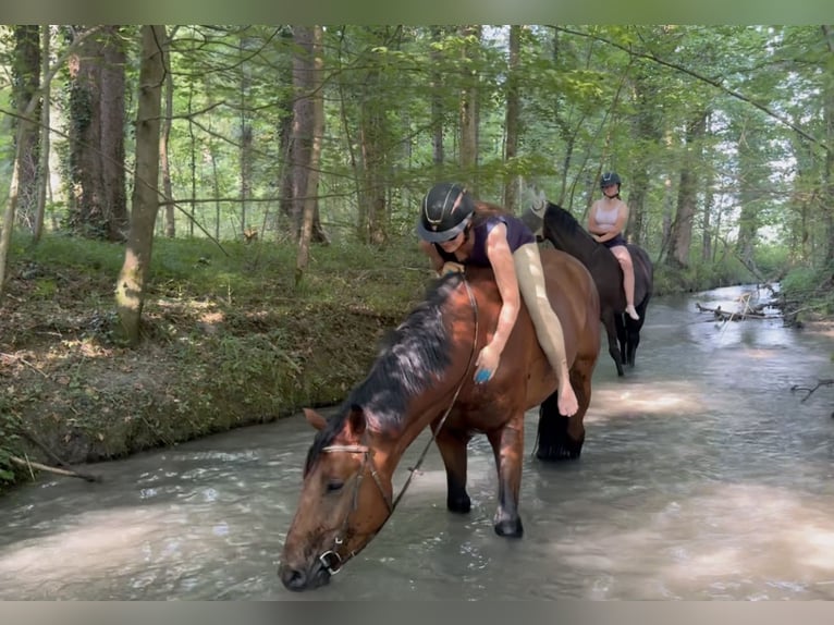 Belgian Sport Horse Gelding 5 years 16.2 hh Brown in Schlins