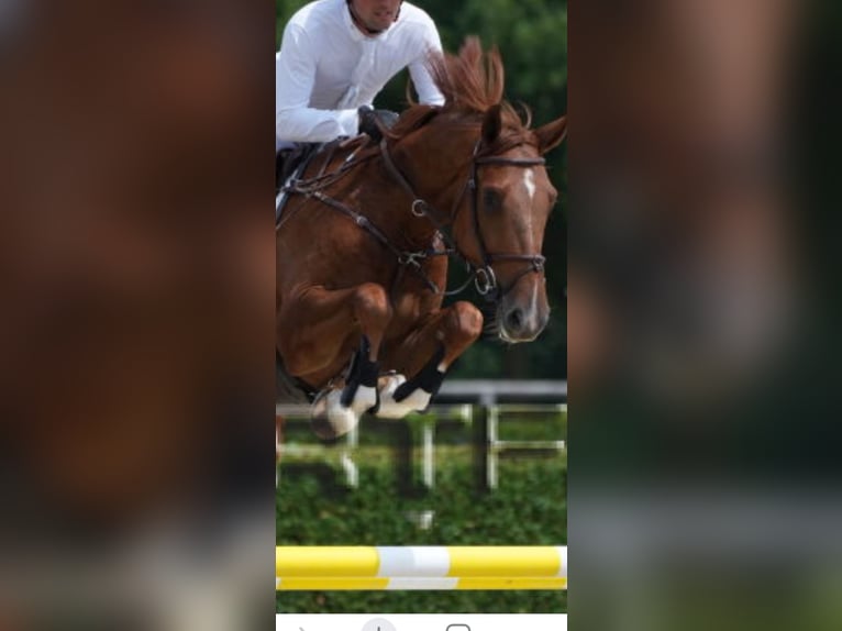 Belgian Sport Horse Gelding 5 years 16,2 hh Chestnut-Red in Mons