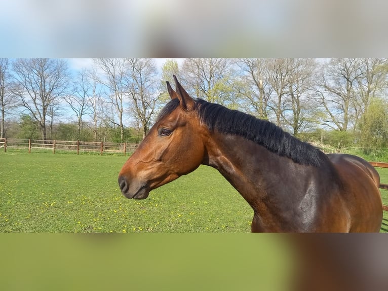 Belgian Sport Horse Gelding 5 years 16 hh Brown in Lohe-Föhrden