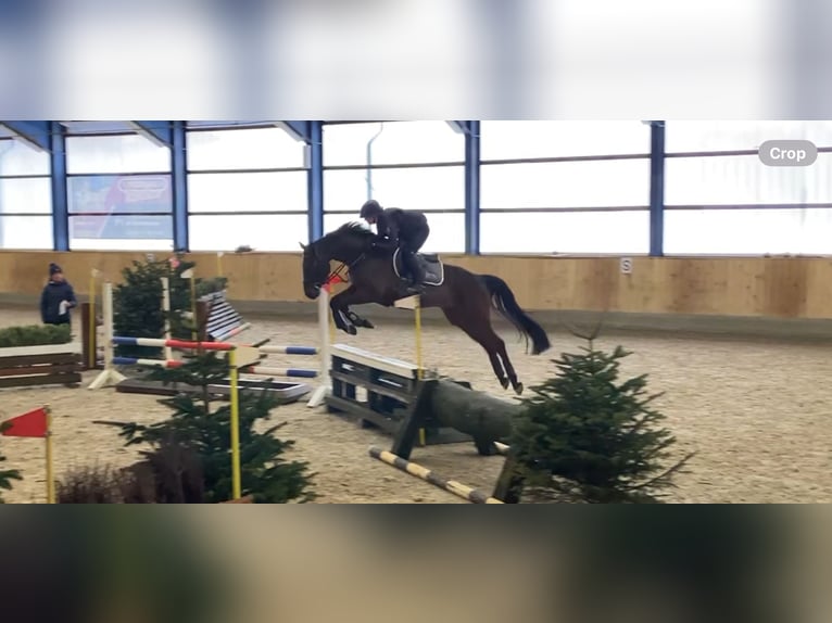 Belgian Sport Horse Gelding 5 years 16 hh Brown in Lohe-Föhrden