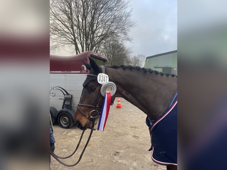 Belgian Sport Horse Gelding 5 years 16 hh Brown in Lohe-Föhrden