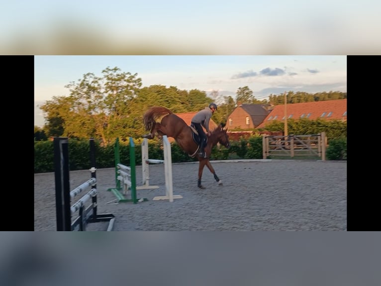 Belgian Sport Horse Gelding 5 years 16 hh Chestnut in Oudsbergen
