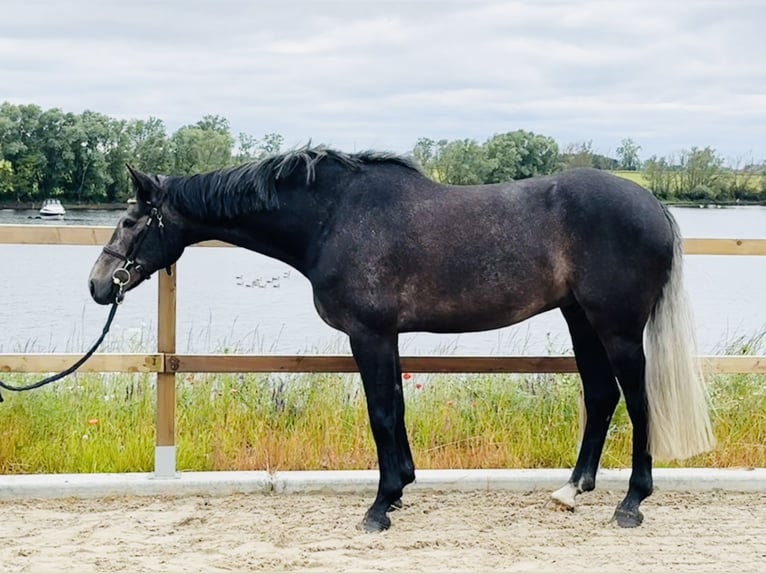 Belgian Sport Horse Gelding 5 years 16 hh Gray in Maaseik