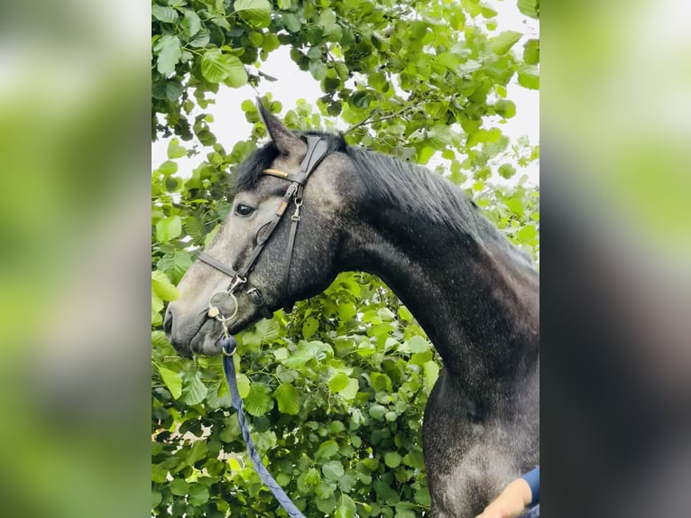 Belgian Sport Horse Gelding 5 years 16 hh Gray in Maaseik