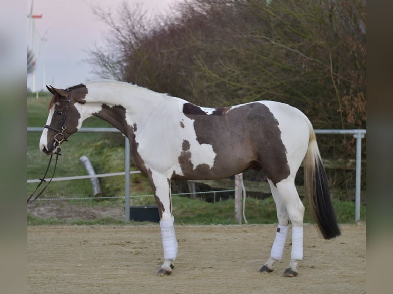 Belgian Sport Horse Gelding 5 years 16 hh Pinto in Geilenkirchen