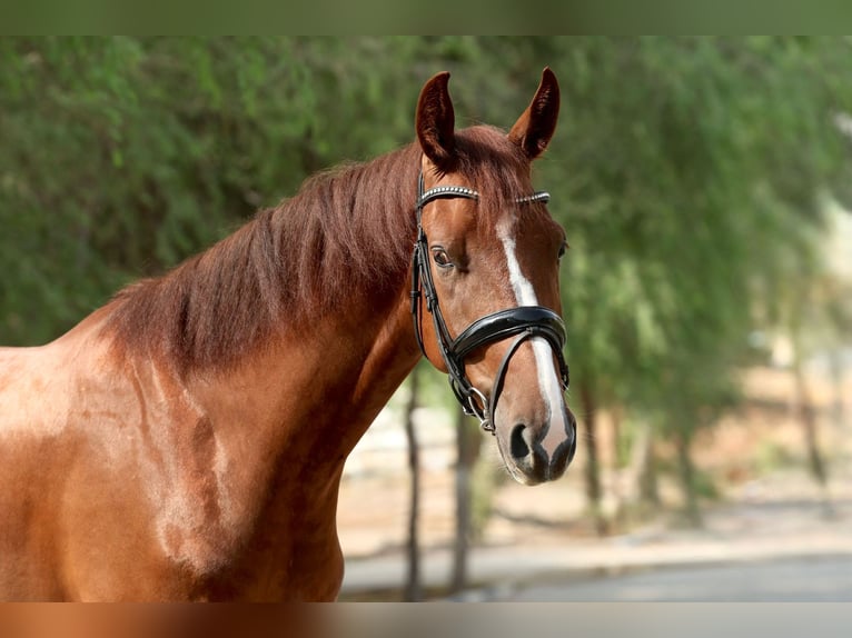 Belgian Sport Horse Gelding 5 years 16,2 hh Chestnut in Dubai
