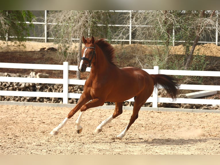 Belgian Sport Horse Gelding 5 years 16,2 hh Chestnut in Dubai