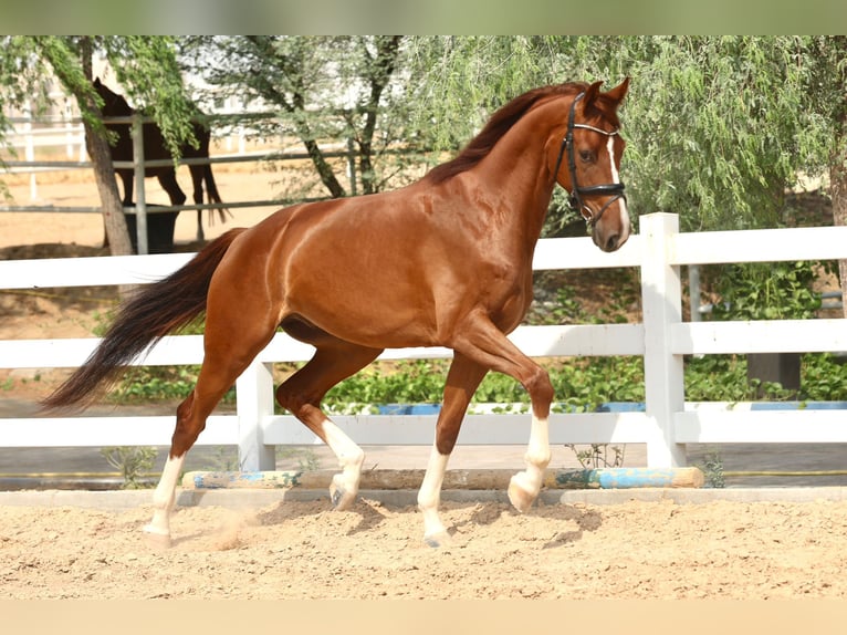 Belgian Sport Horse Gelding 5 years 16,2 hh Chestnut in Dubai