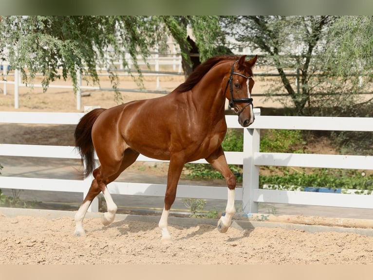 Belgian Sport Horse Gelding 5 years 16,2 hh Chestnut in Dubai