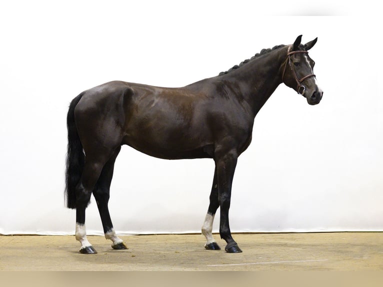 Belgian Sport Horse Gelding 5 years 16,3 hh Black in Waddinxveen