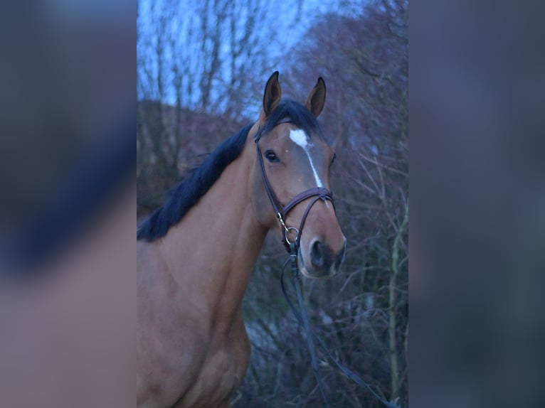 Belgian Sport Horse Gelding 5 years 17 hh Brown-Light in Geilenkirchen