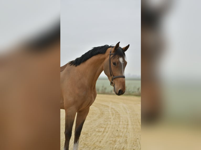 Belgian Sport Horse Gelding 5 years 17 hh Brown-Light in Geilenkirchen