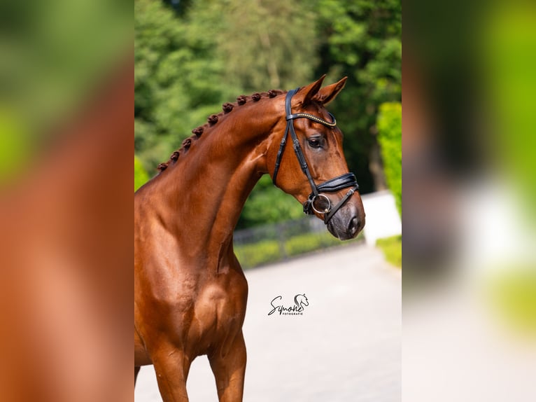 Belgian Sport Horse Gelding 5 years 17 hh Chestnut in Mol