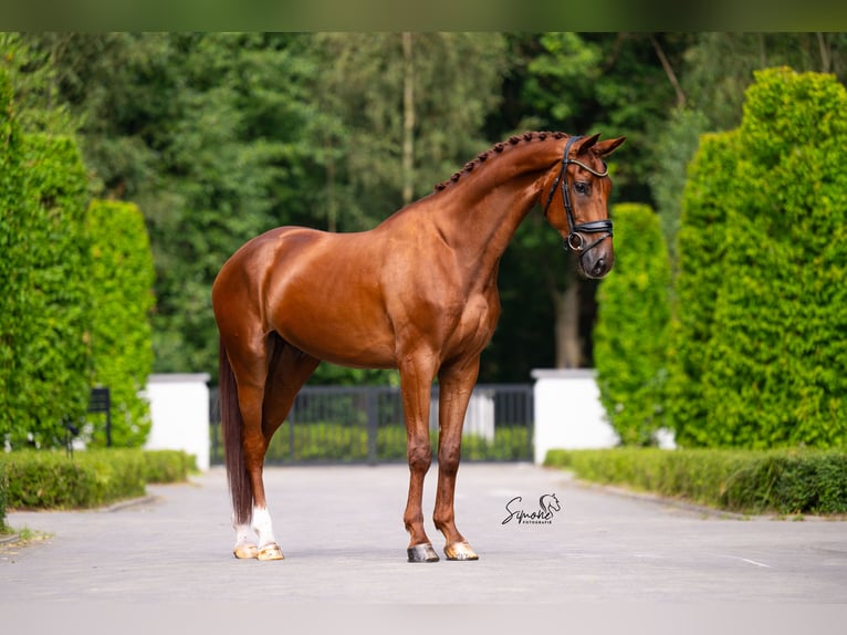 Belgian Sport Horse Gelding 5 years 17 hh Chestnut in Mol