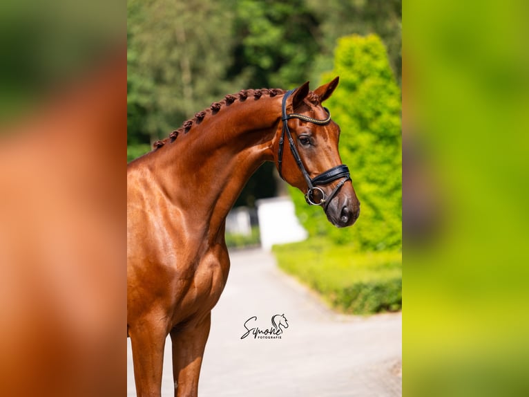 Belgian Sport Horse Gelding 5 years 17 hh Chestnut in Mol