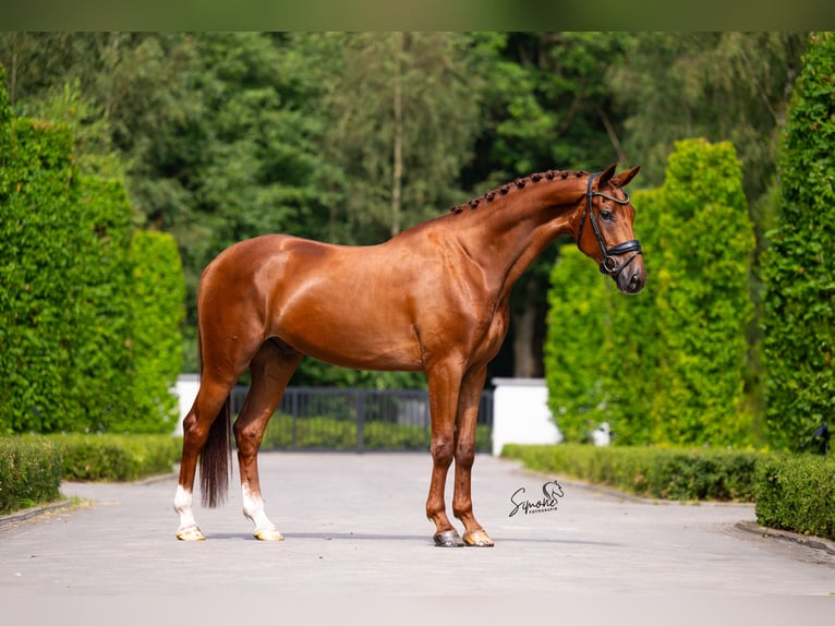 Belgian Sport Horse Gelding 5 years 17 hh Chestnut in Mol