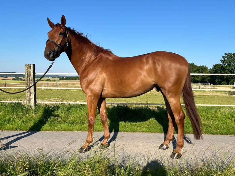 Belgian Sport Horse Gelding 5 years 17 hh Chestnut-Red in Mettmann