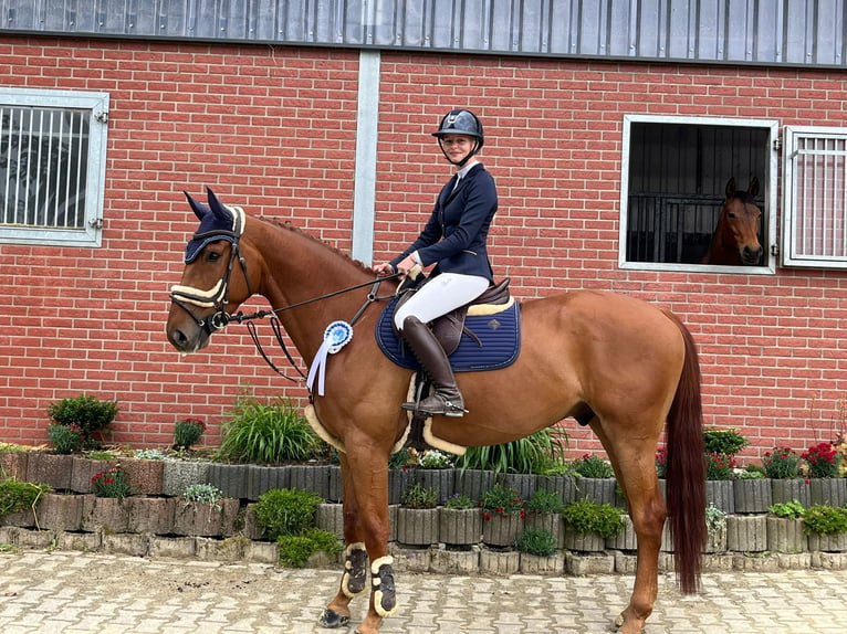 Belgian Sport Horse Gelding 5 years 17 hh Chestnut-Red in Mettmann