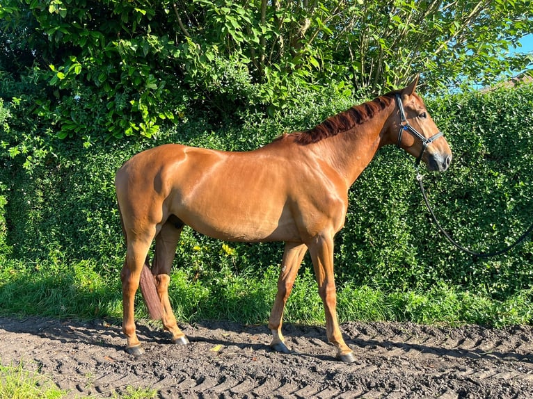 Belgian Sport Horse Gelding 5 years 17 hh Chestnut-Red in Mettmann