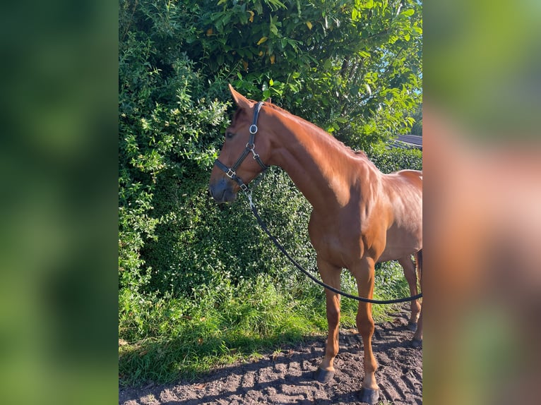 Belgian Sport Horse Gelding 5 years 17 hh Chestnut-Red in Mettmann