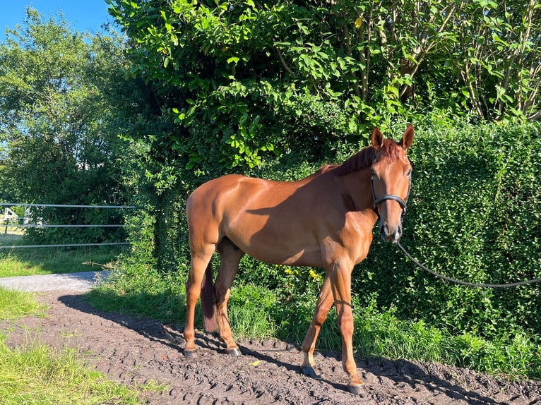 Belgian Sport Horse Gelding 5 years 17 hh Chestnut-Red in Mettmann